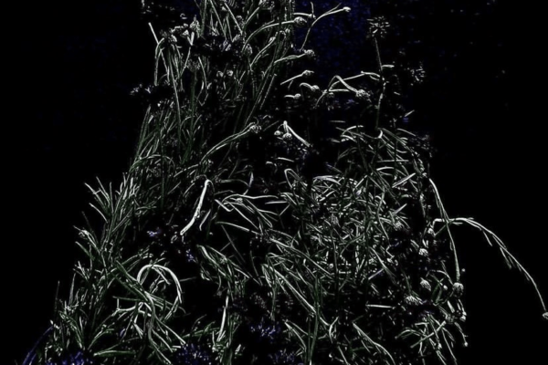 A dark image of plants bunched together